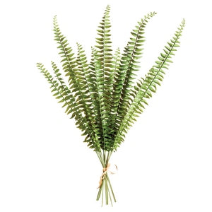 BOSTON FERN STEMS, BUNDLE OF 12