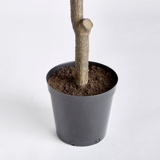 GINKGO TREE DROP-IN 8'