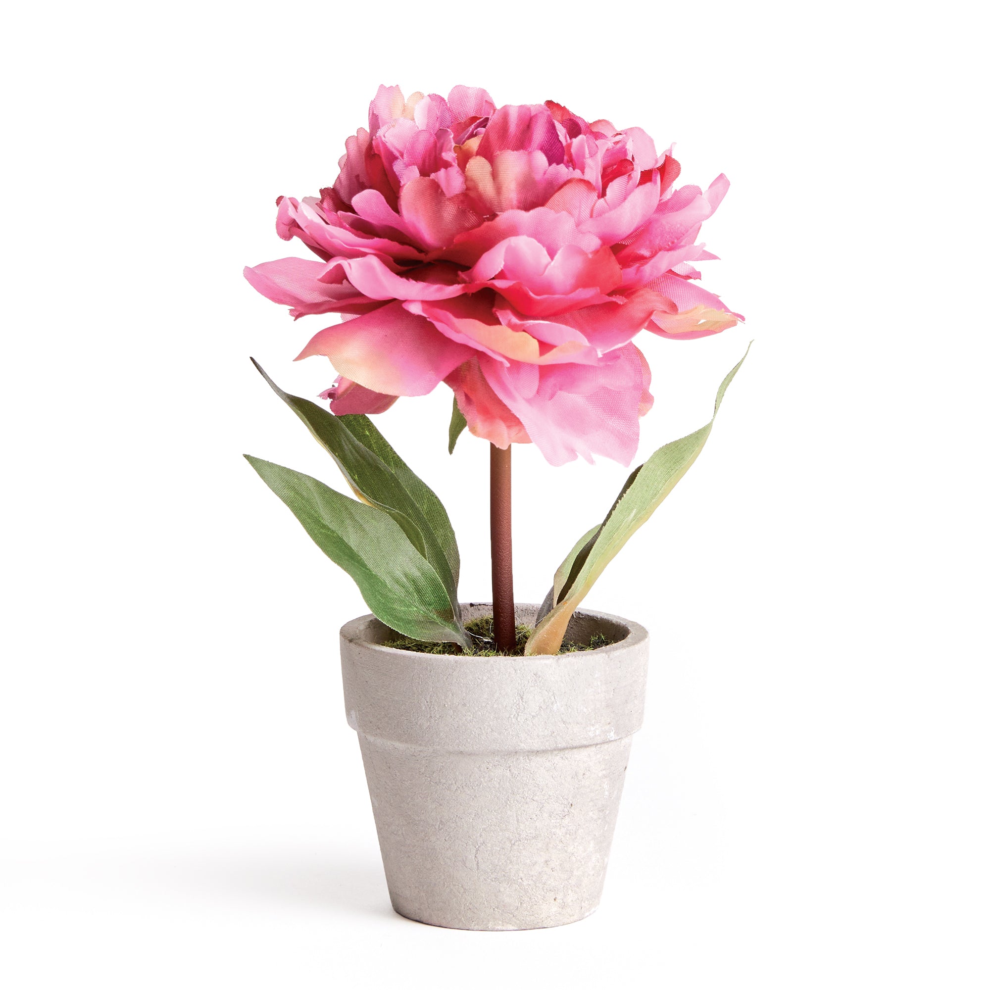 can you plant peonies in pots MINI PEONY POTTED 6.5" PINK – Napa Home & Garden