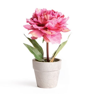 MINI PEONY POTTED 6.5" PINK