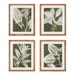TRANSLUCENT STEM PRINTS, SET OF 4