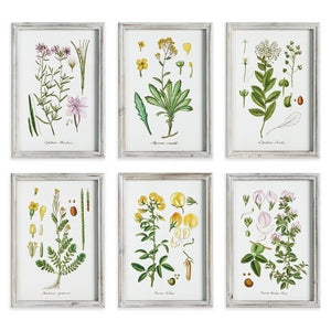 PERENNIAL BOTANICAL STUDY, SET OF 6