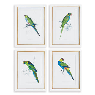 COLORFUL PARROT PRINTS, SET OF 4