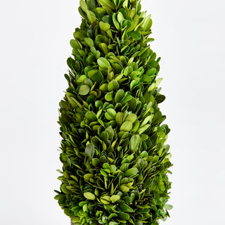 BOXWOOD CONE TOPIARY DROP-IN 16"