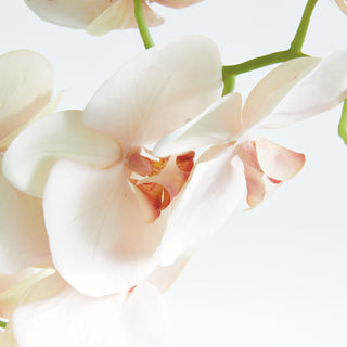 PHALAENOPSIS ORCHID STEM 28"