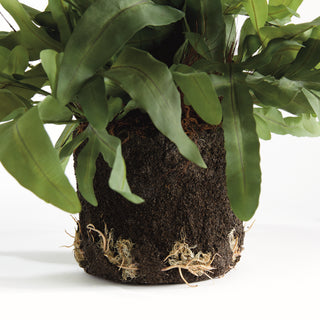 ECHEVERIA FERN DROP-IN 13.5"