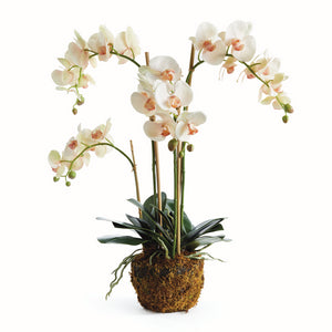 PHALAENOPSIS ORCHID DROP-IN 30"