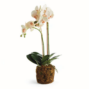 PHALAENOPSIS ORCHID DROP-IN 23"