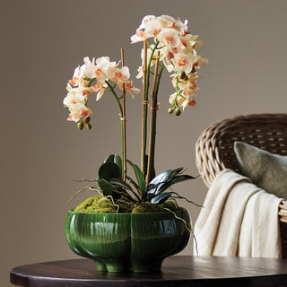 PHALAENOPSIS 16" MINI GARDEN DROP-IN