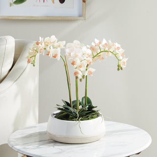 PHALAENOPSIS 16" MINI GARDEN DROP-IN
