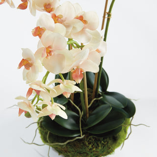 PHALAENOPSIS 16" MINI GARDEN DROP-IN