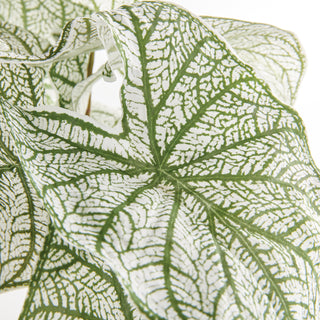 CALADIUM SPILLER STEM