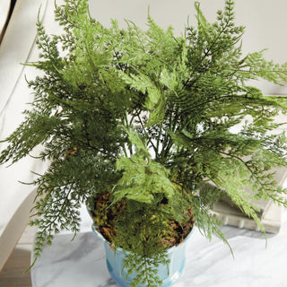 PLUMOSA FERN DROP-IN 21"