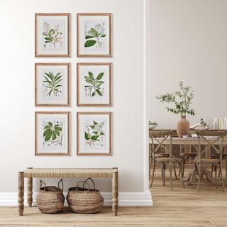 CLASSIC FLOWER AND LEAF STUDY, SET OF 6