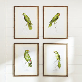 PARROT ILLUSTRATIONS IN GREEN, SET OF 4