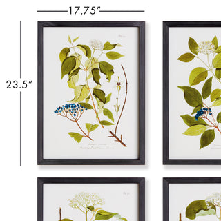 FLORAL AND BERRY STUDY, SET OF 4