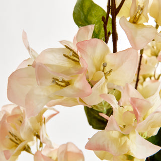 BOUGAINVILLEA  STEMS 54", BUNDLE OF 2