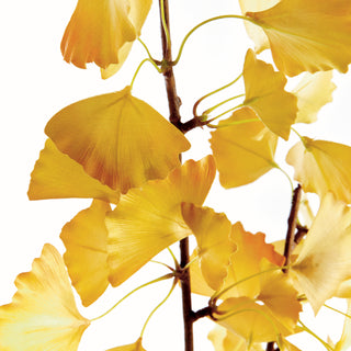 GINKGO BRANCH 40", BUNDLE OF 2
