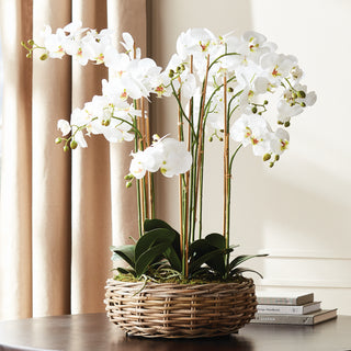 PHALAENOPSIS ORCHID BOWL DROP-IN 35"