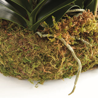 PHALAENOPSIS ORCHID BOWL DROP-IN 35"