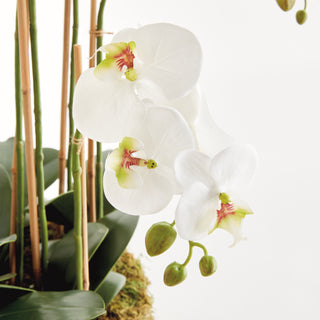 PHALAENOPSIS ORCHID BOWL DROP-IN 35"
