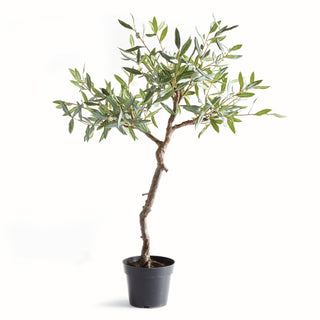 OLIVE TREE DROP-IN 40"