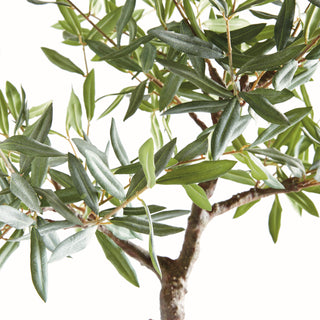 OLIVE TREE DROP-IN 40"