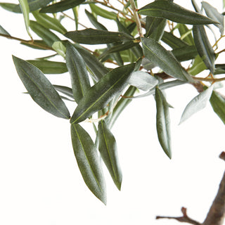 OLIVE TREE DROP-IN 40"