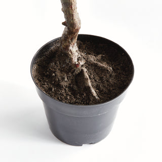 OLIVE TREE DROP-IN 40"