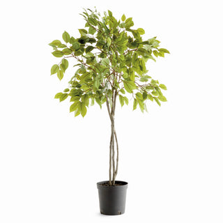FICUS TREE DROP-IN 51"