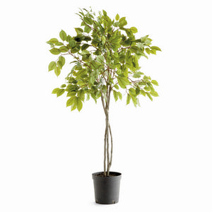 FICUS TREE DROP-IN 51"