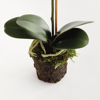 PHALAENOPSIS DROP-IN 21"