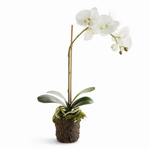 PHALAENOPSIS DROP-IN 21"