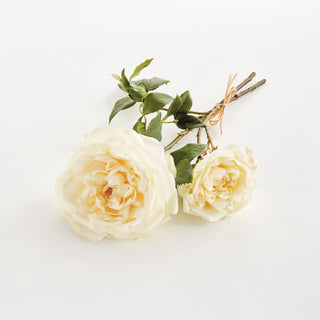 ENGLISH ROSE, BUNDLE OF 2
