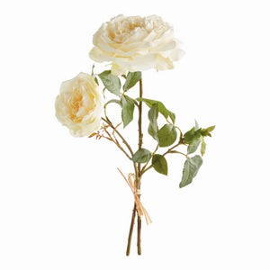ENGLISH ROSE, BUNDLE OF 2