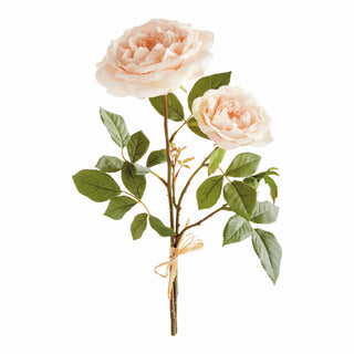 ENGLISH ROSE, BUNDLE OF 2