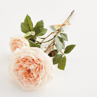 ENGLISH ROSE, BUNDLE OF 2