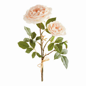 ENGLISH ROSE, BUNDLE OF 2