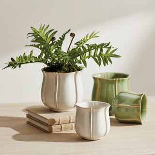 HARE'S FOOT FERN DROP-IN 12"