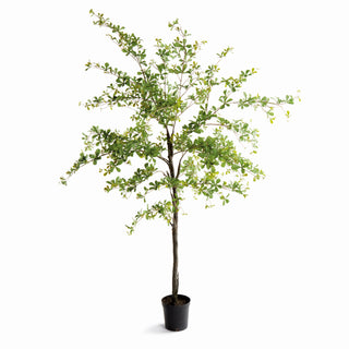 SHADY LADY OLIVE TREE DROP-IN 90"