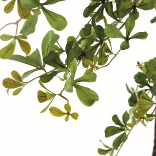 SHADY LADY OLIVE TREE DROP-IN 90"