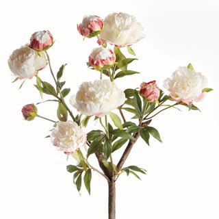 PEONY BRANCH 31"