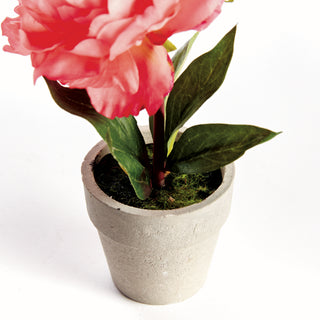 MINI PEONY POTTED 6.5" CORAL