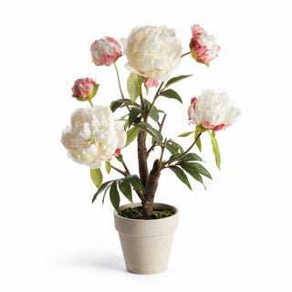 PEONY POTTED DROP-IN 18"