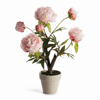 PEONY POTTED DROP-IN 18"