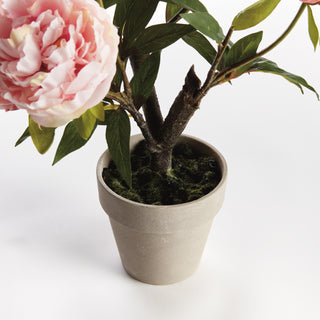 PEONY POTTED DROP-IN 18"