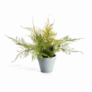 MINI PLUMOSA FERN POTTED 11"