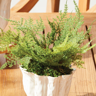 MINI PLUMOSA FERN POTTED 11"