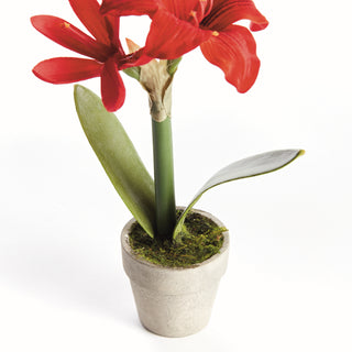 MINI AMARYLLIS POTTED DROP-IN 9"