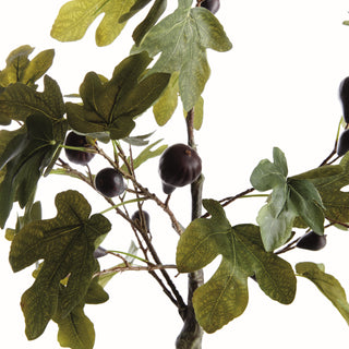 FIG TREE WITH FIGS POTTED DROP-IN 34"